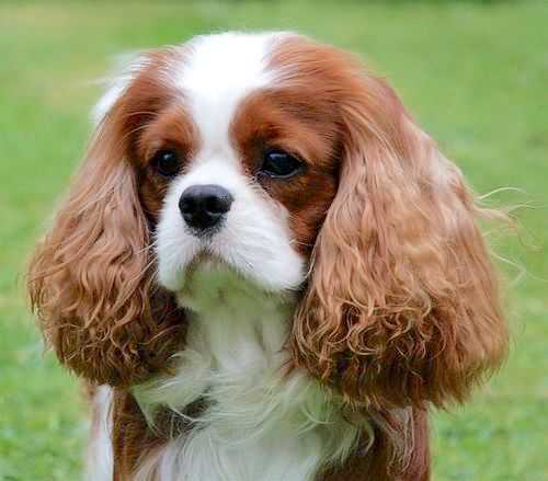 Maibee Make Believe | Cavalier King Charles Spaniel 