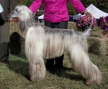 Excel Dream Chaser | Afghan Hound 