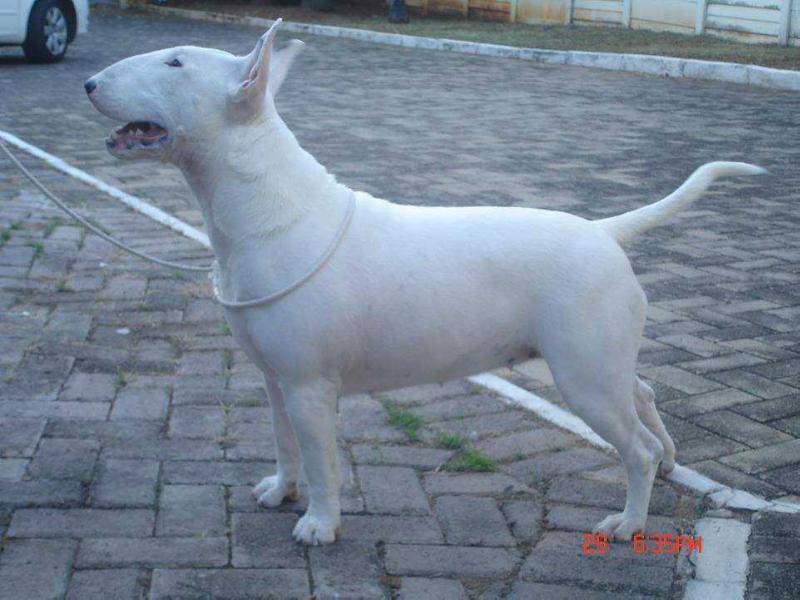 Lubjan Rocks and Roses of Silonque | Bull Terrier 