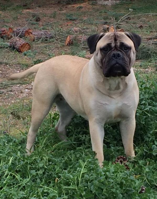 Dalila de Fillobull | Bullmastiff 