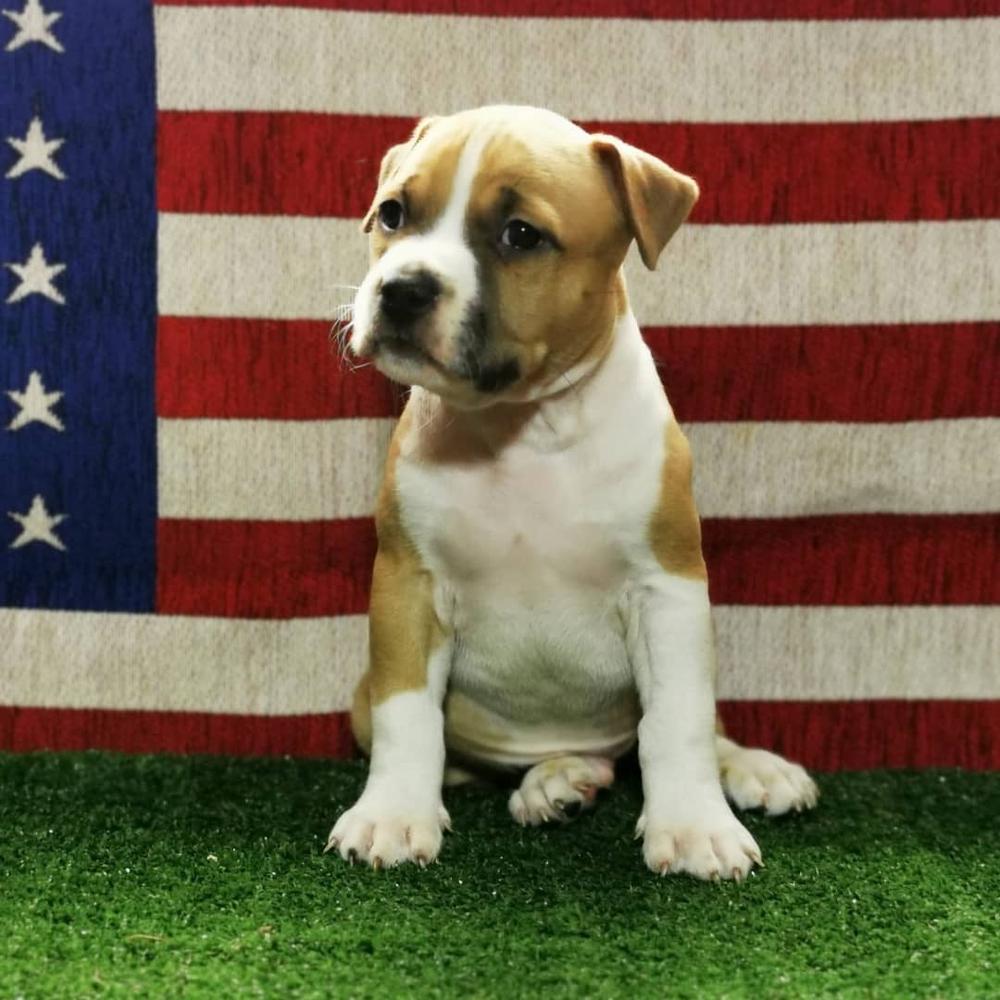 Rao's Ast Golden Lyon | American Staffordshire Terrier 