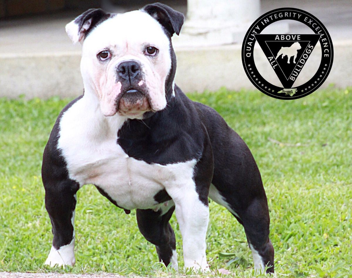 Parcelli's Marley | Olde English Bulldogge 