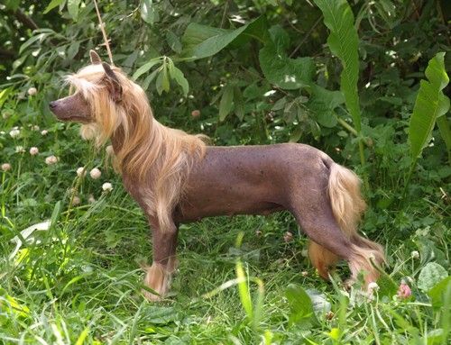 Zholesk Raiskaya Ptichka | Chinese Crested 