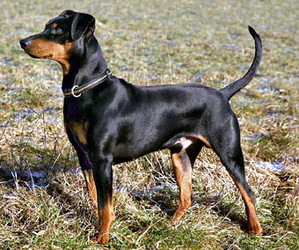 Ezzo von Rottenbuch | German Pinscher 