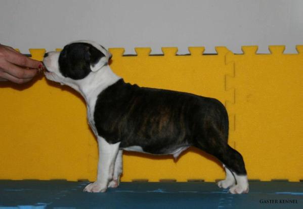 Bandito Boss Dog | American Staffordshire Terrier 