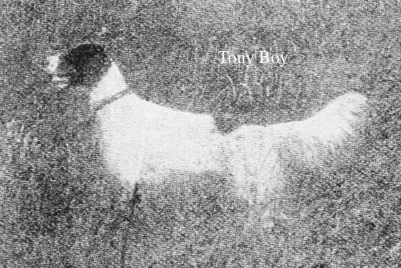 Tony Boy (000541) | English Setter 