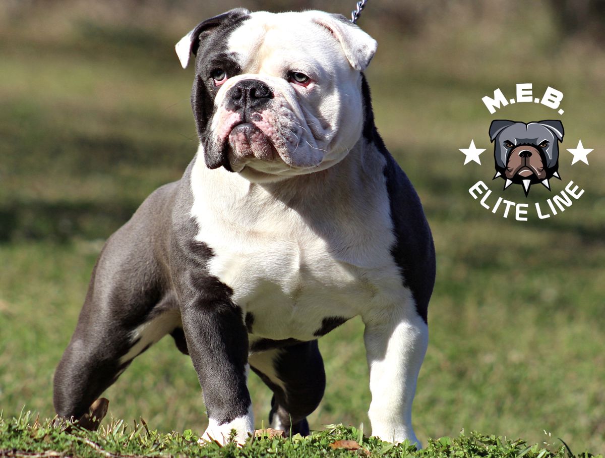 MEB Legends Legacy | Olde English Bulldogge 