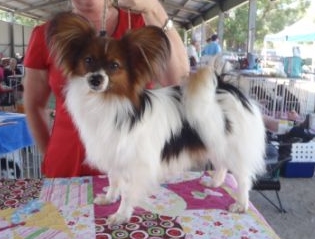 Papunique Unique Limelight | Papillon 