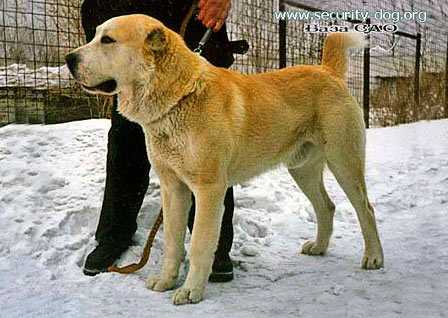 Tau Bay | Central Asian Shepherd Dog 