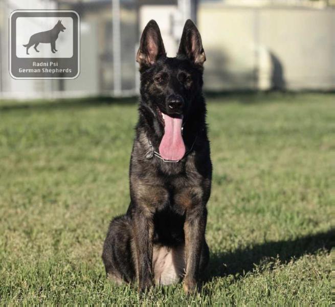 Blaze od Radni Psi | German Shepherd Dog 