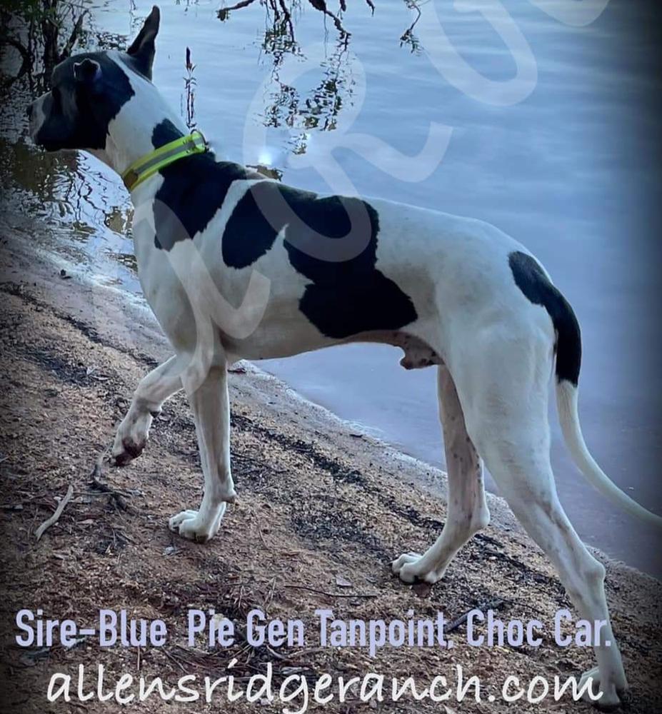 Allen's Ridge Paxton Of Windy Knoll | Great Dane 