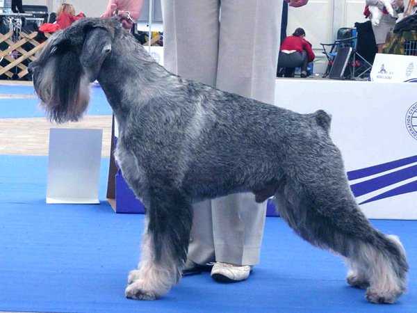 TopTarget National Pride | Standard Schnauzer 