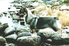 Fennican Sifonki Sofia | Swedish Vallhund 