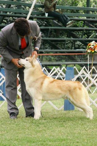 Sibirlands Red Wolf | Siberian Husky 