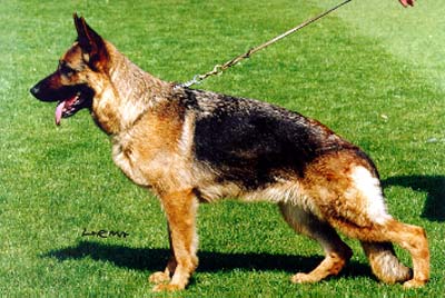 Wendrina von der Kahler Heide | German Shepherd Dog 