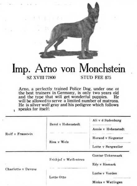 Arno von Monchstein | German Shepherd Dog 