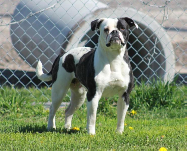 Tight N Tuff's Brandy | American Bulldog 