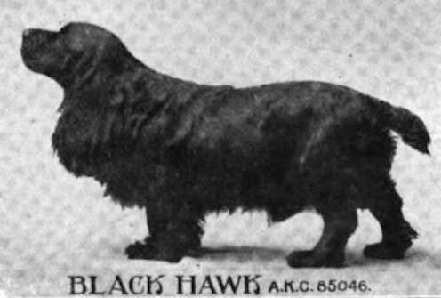 Black Hawk (085046) | American Cocker Spaniel 