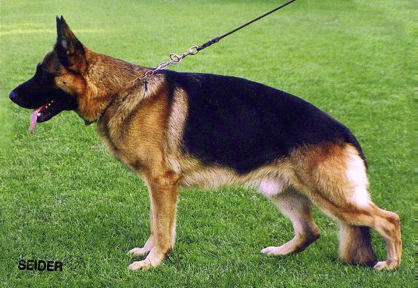 Kimon van Dan Alhedy's Hoeve | German Shepherd Dog 