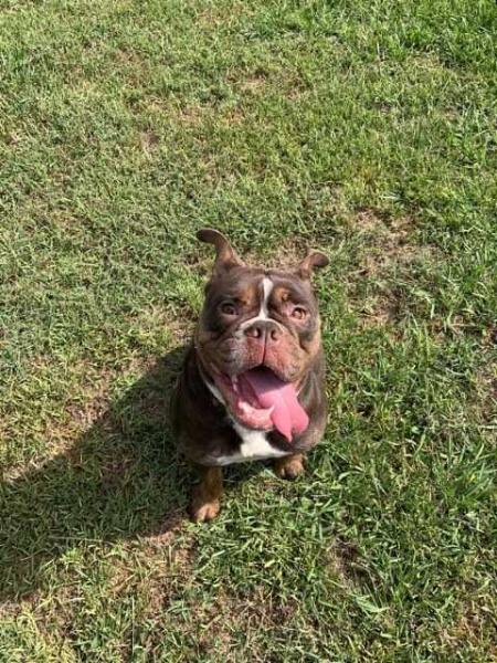 Doc's Bullies Reece | Olde English Bulldogge 