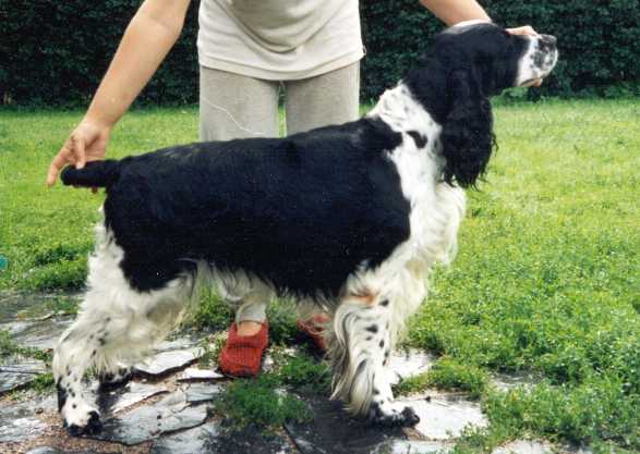 Pygmalia's Prinz-Ottonel | English Springer Spaniel 