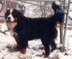 Quirin V Birkenhof | Bernese Mountain Dog 