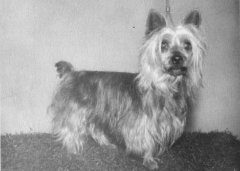 Bowenvale Sir Rex | Silky Terrier 