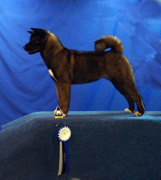 Heavenly Light Kayo | Akita 