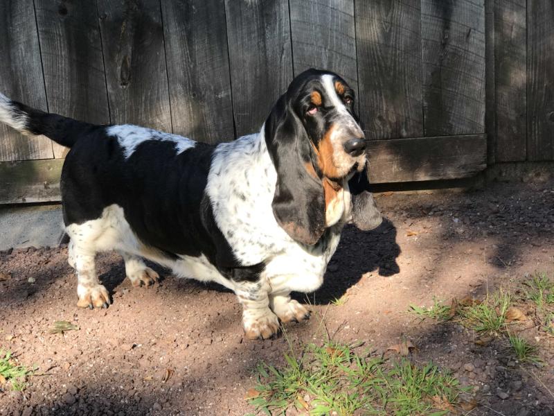 Terra d'Orfili Fanny Babelutte | Basset Hound 