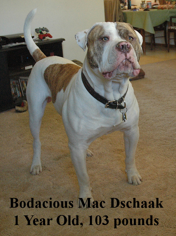 Bodacious Mac Dschaak | American Bulldog 