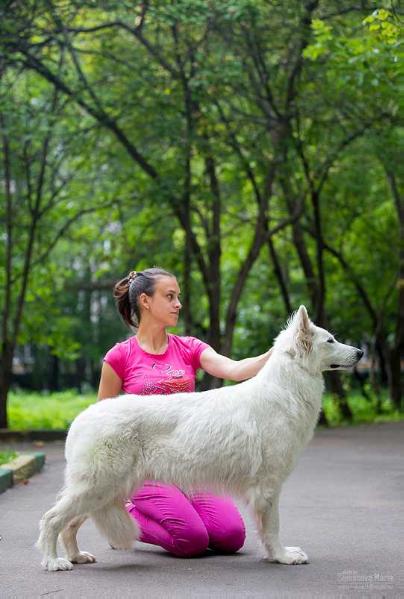 Amalteya Iz Sozvezdiya Snezhnih Psov | White Swiss Shepherd Dog 