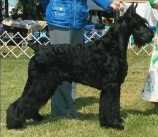 Skansen's Last Man Standing | Giant Schnauzer 