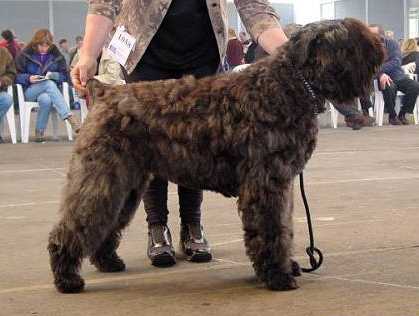 Genique-Camille v Nomacasso | Bouvier des Flandres 