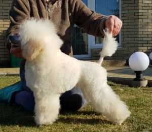 ALMA UNICA YANIRA | Poodle 