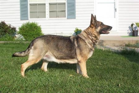 Carmen von Haus Kim | German Shepherd Dog 