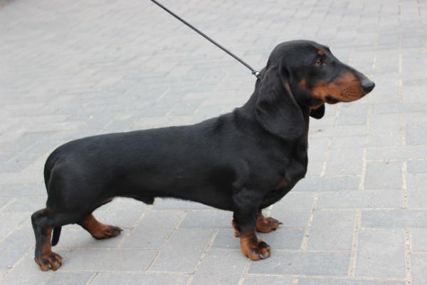 Cooper vom Kuckelsbusch | Dachshund 