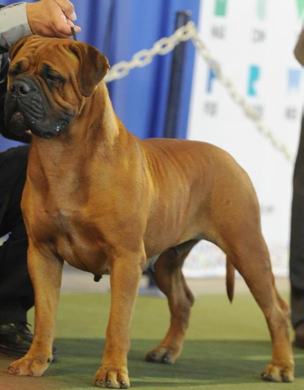 ARGENTANGO CATA | Bullmastiff 