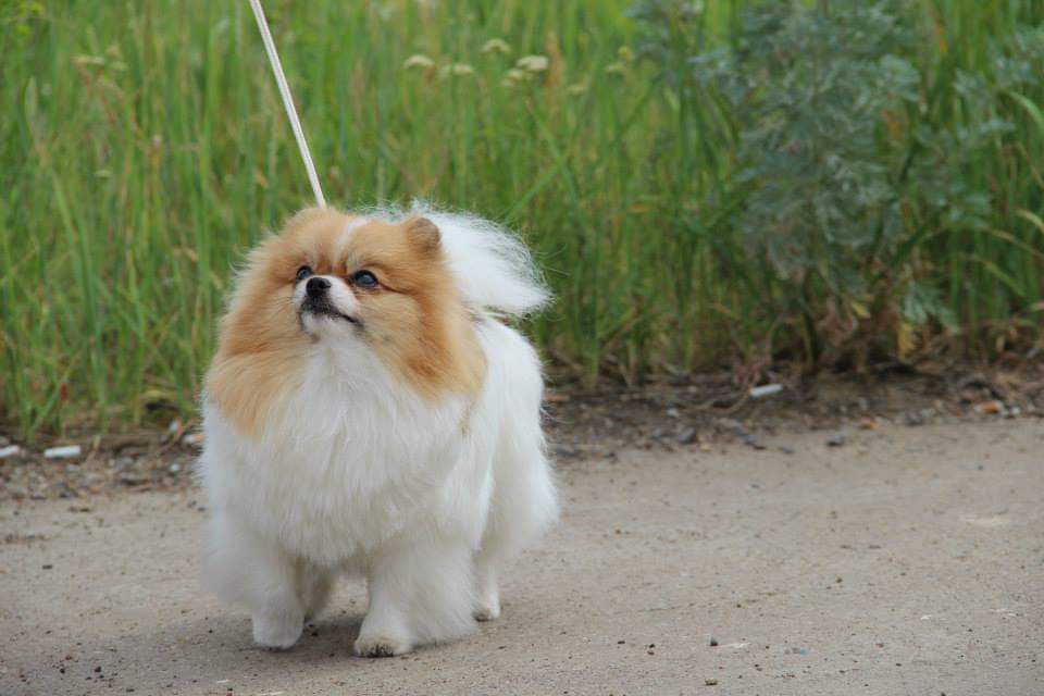 Fiery Flowers Iz Zamka Gremlinov | Pomeranian 