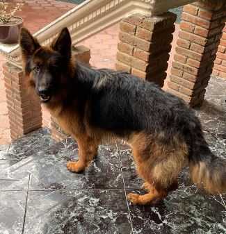 Clarissa del Roble | German Shepherd Dog 