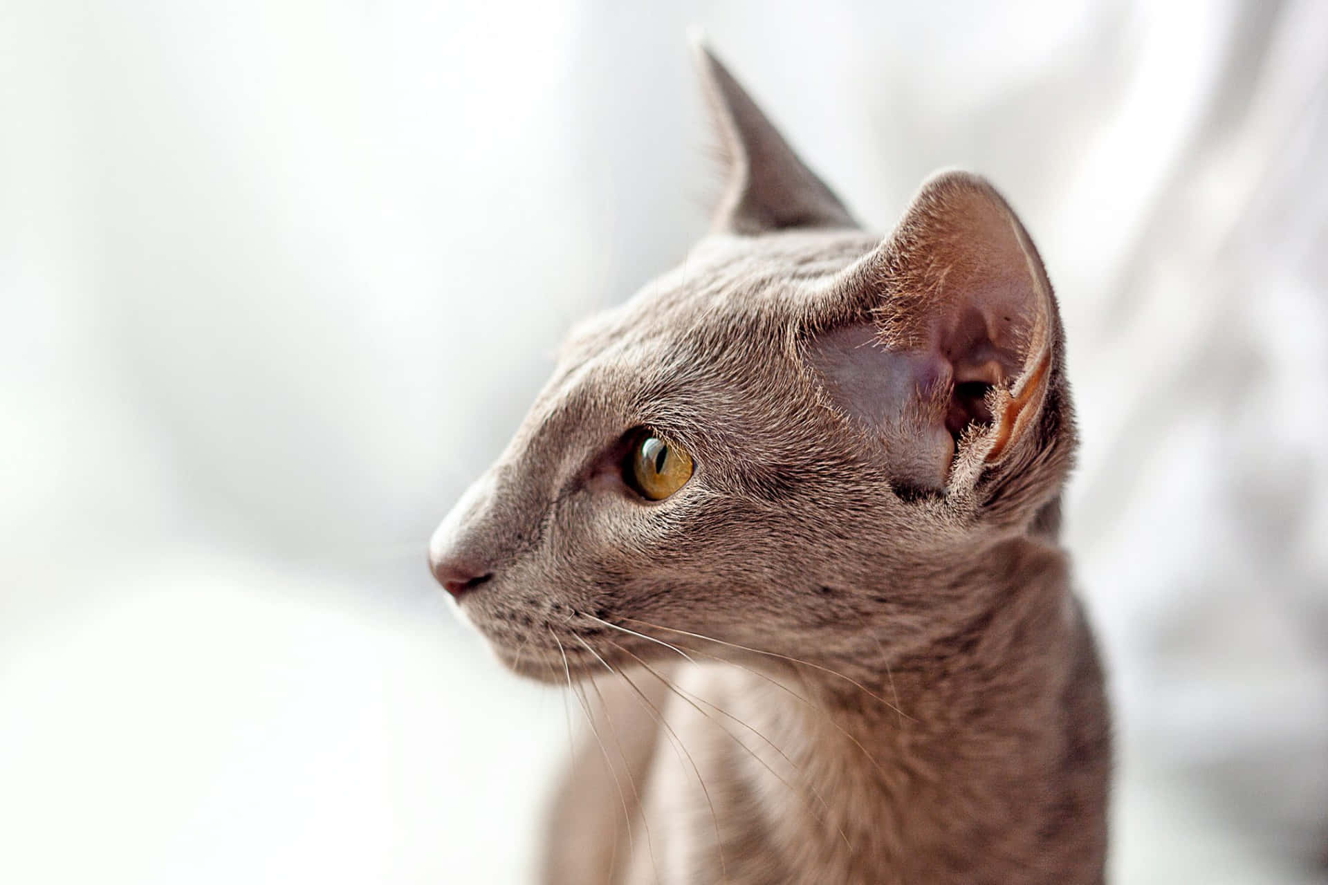 Oriental Shorthair