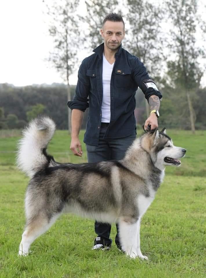 ROYCE Del Biagio | Alaskan Malamute 