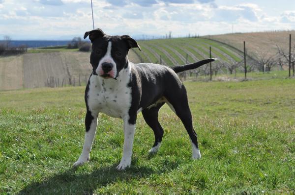 Blue Rock For your Eyes Only | American Staffordshire Terrier 