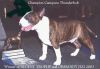 CAMQUEST THUNDERBOLT | Bull Terrier 