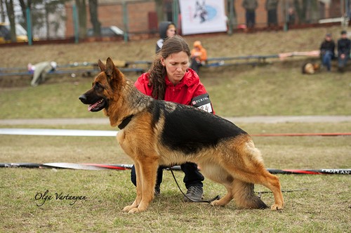 Gurist | German Shepherd Dog 