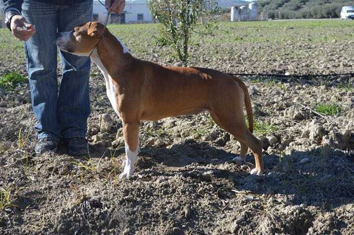 Reyestaff's Bla Bla Car | American Staffordshire Terrier 
