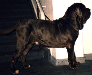 Iwan Millefiori | Neapolitan Mastiff 