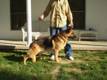 Anschie vom Olympus | German Shepherd Dog 