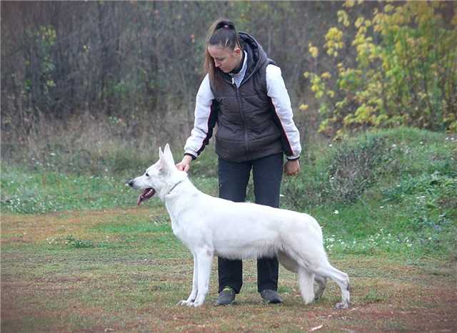 Fieliss HOSTA Beliy Angel | White Swiss Shepherd Dog 