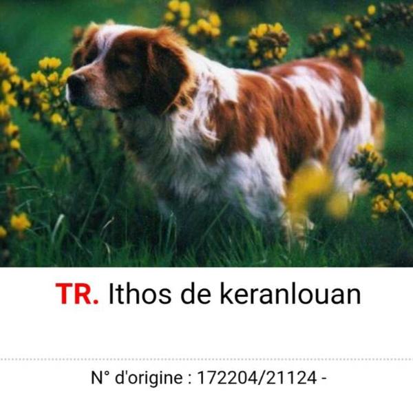 ITHOS de Keranlouan | Brittany 