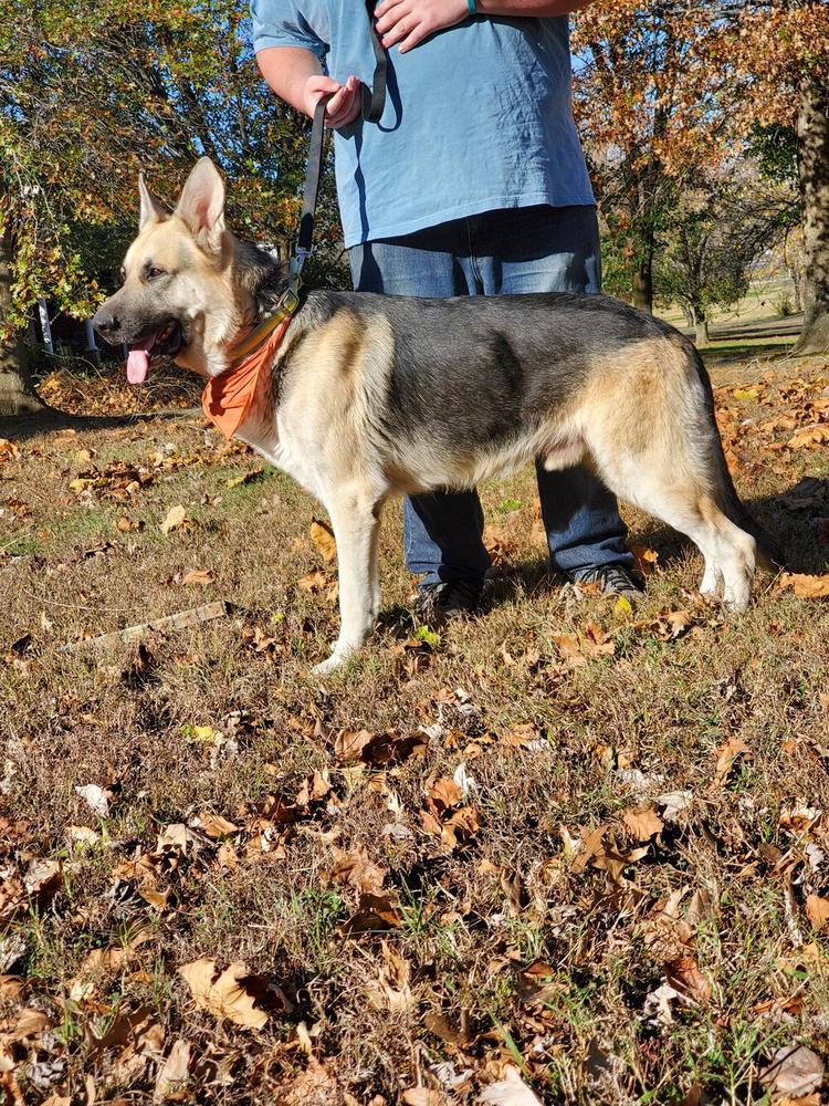 Royalair's Buliwyf The GateKeeper | German Shepherd Dog 